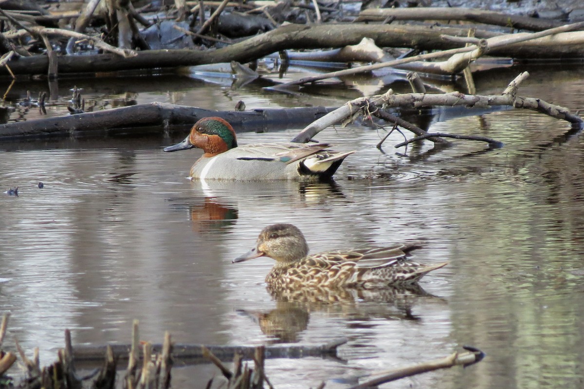 Green-winged Teal - ML294235561