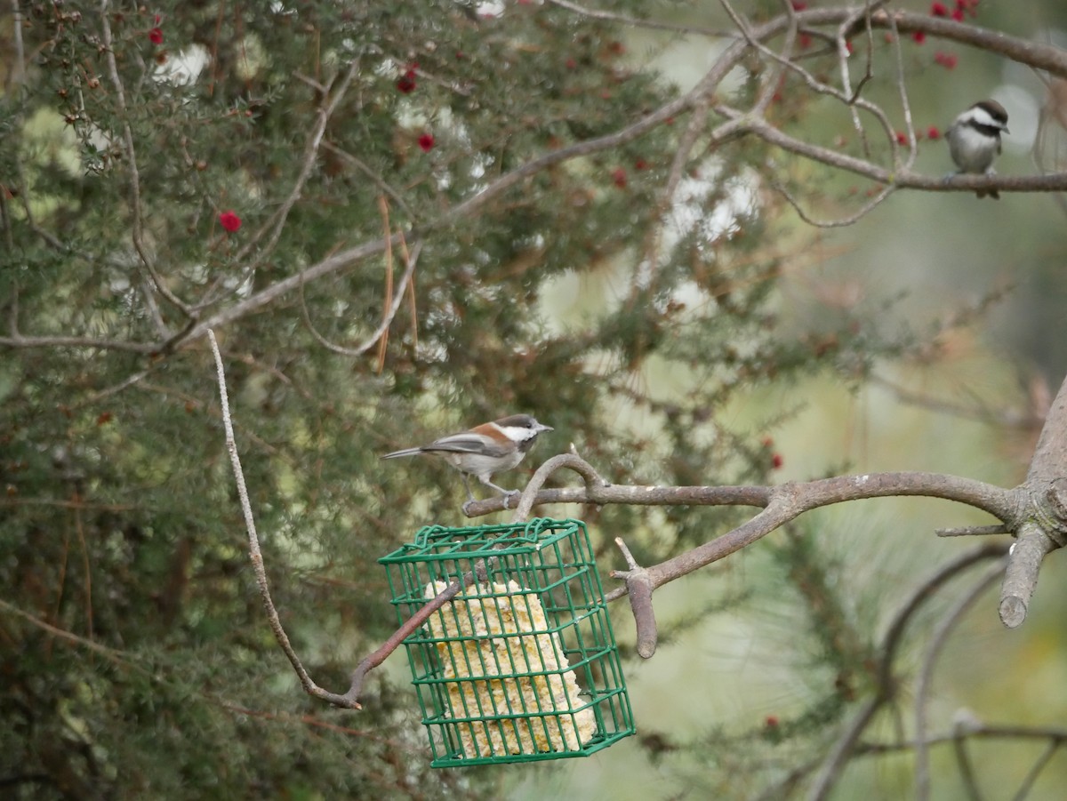 Chestnut-backed Chickadee - ML294235721