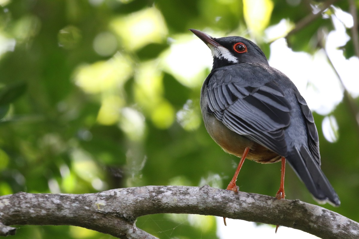 Red-legged Thrush - Ethan Goodman