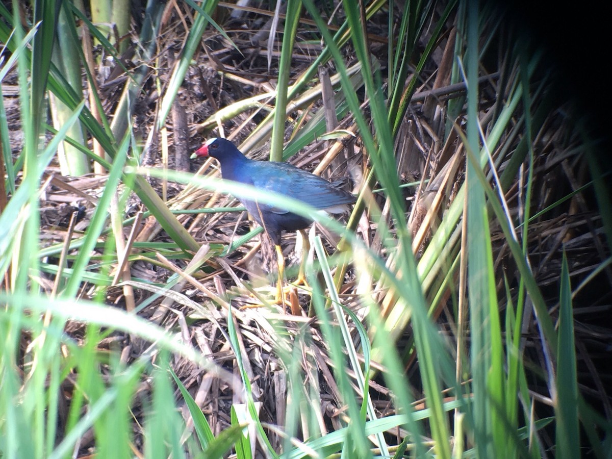 Purple Gallinule - James White