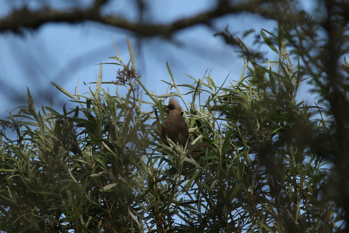 Speckled Mousebird - ML294236571