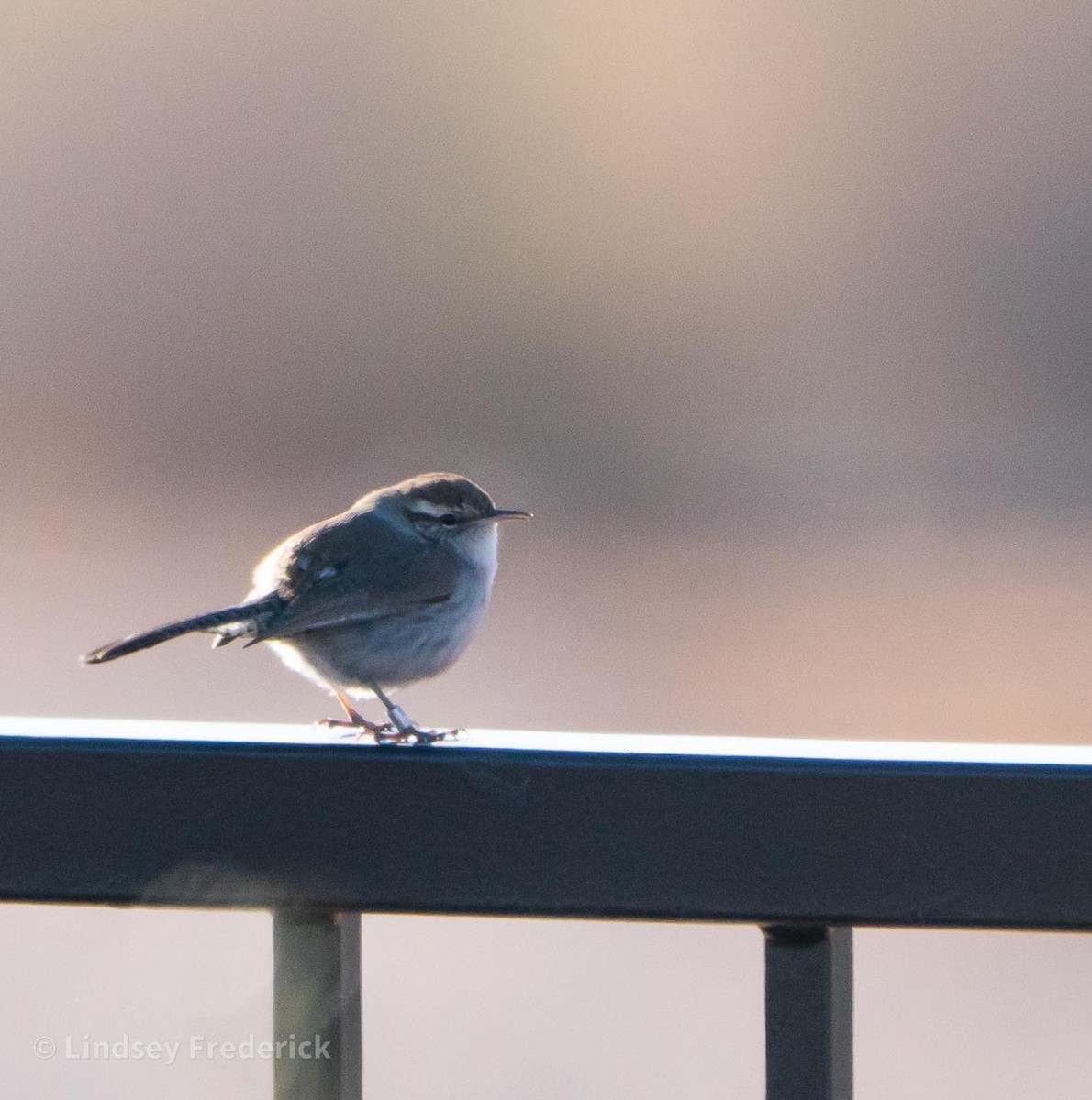 Bewick's Wren - ML294237011