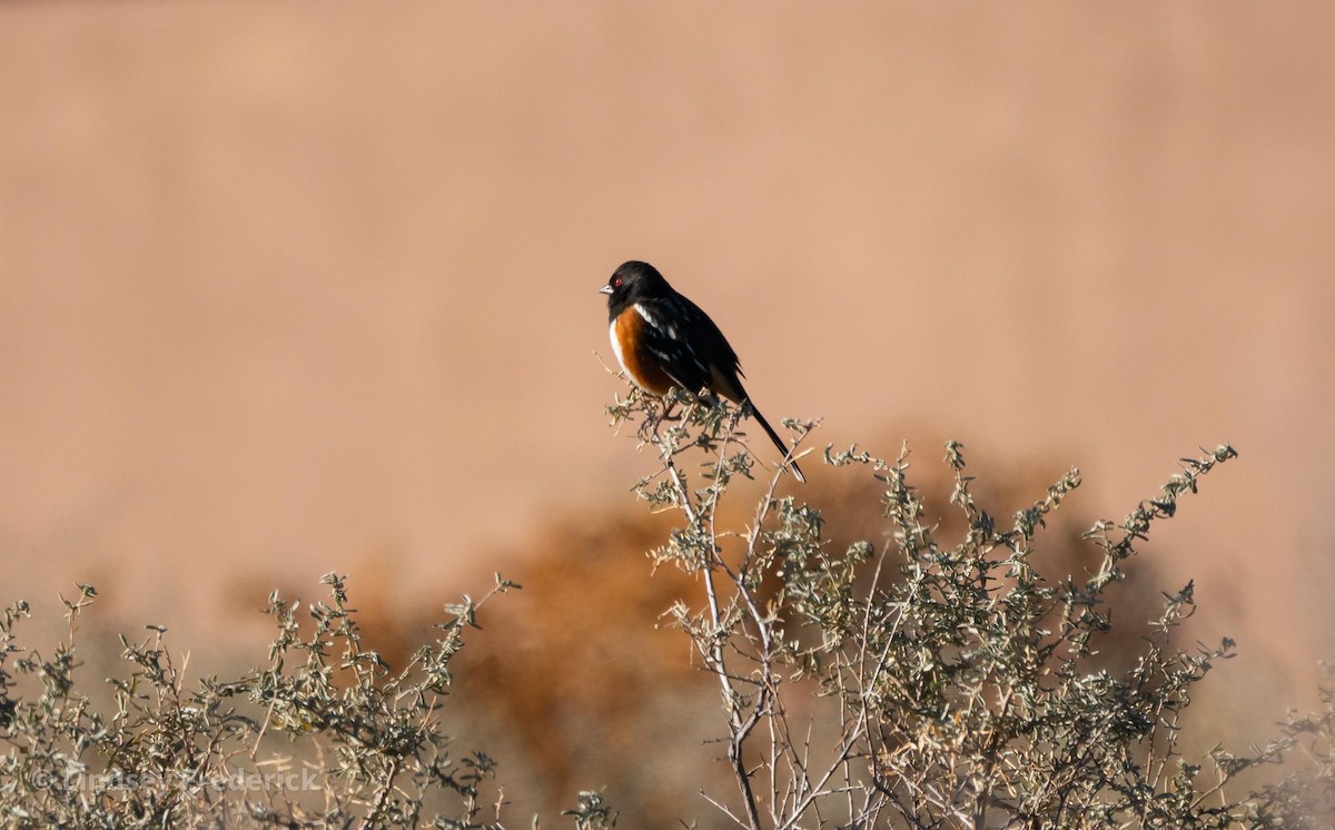 Spotted Towhee - ML294237571