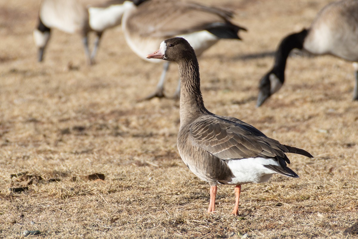 Greater White-fronted Goose - Owen Sinkus