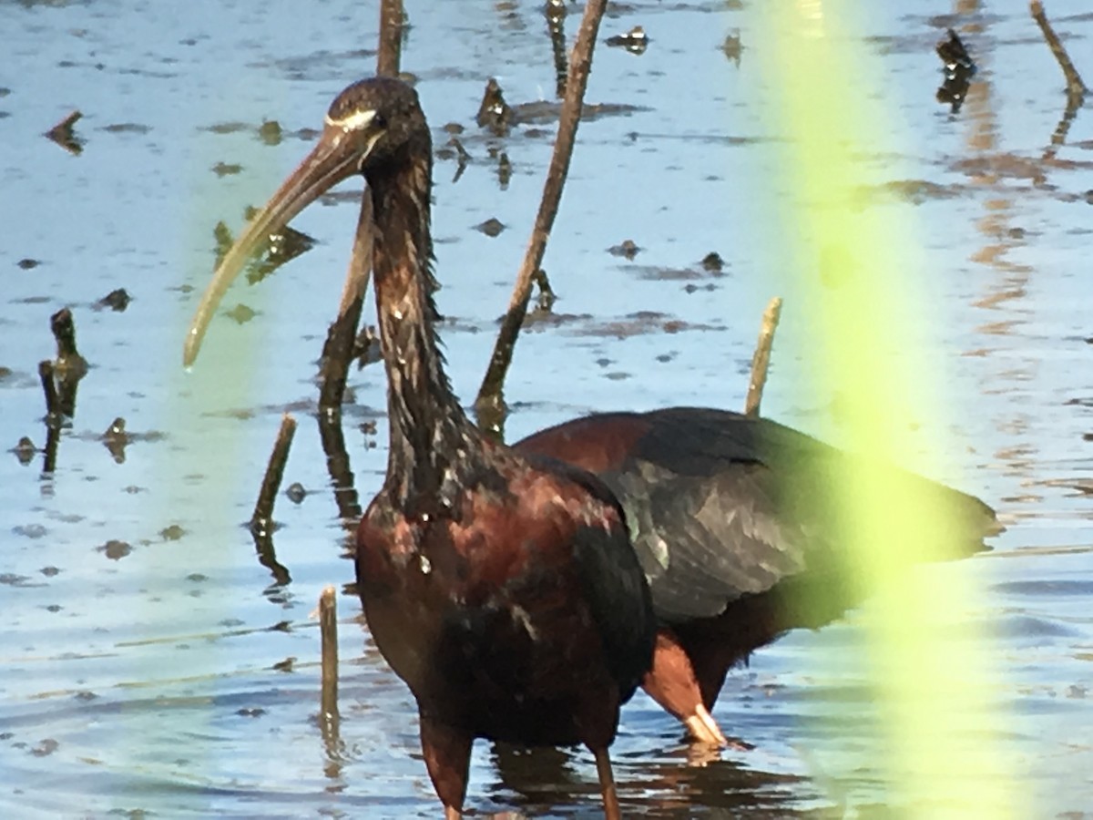 ibis hnědý - ML29423911