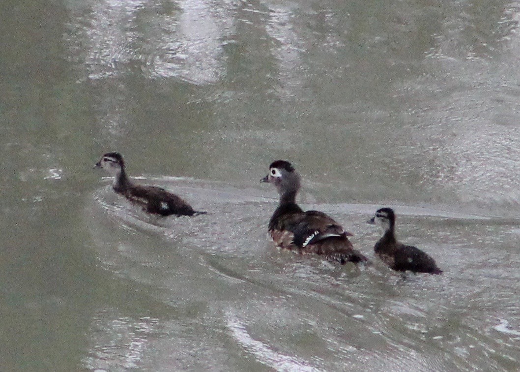 Wood Duck - ML29423941