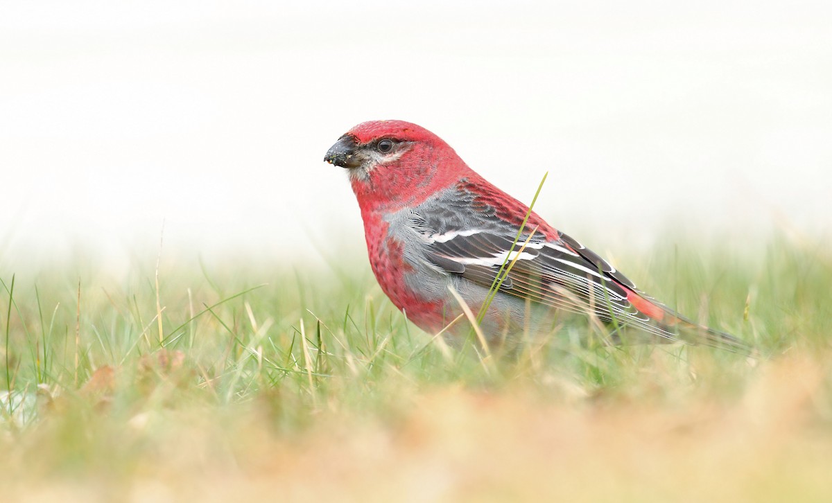 Pine Grosbeak - ML294239571