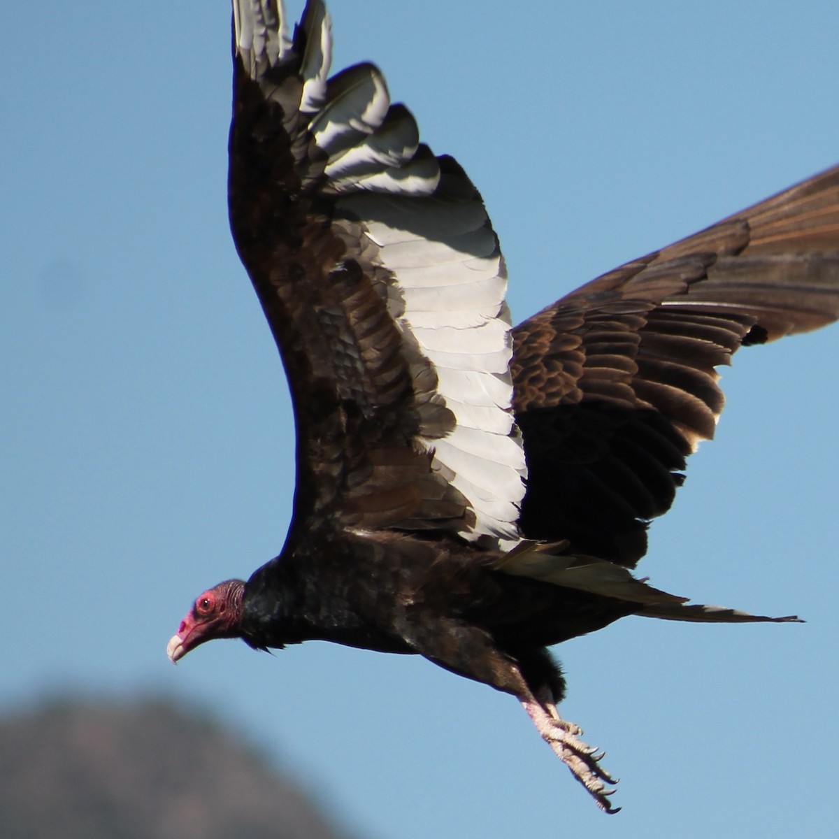 Turkey Vulture - ML29424021
