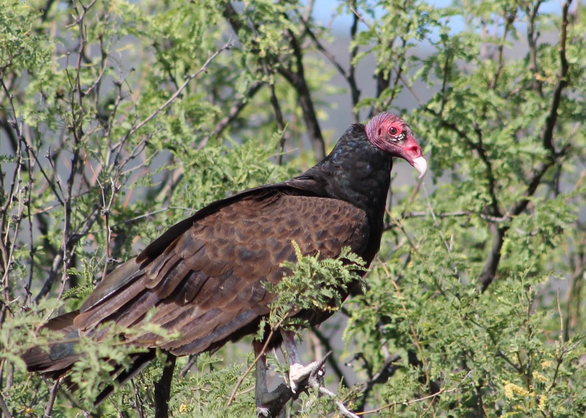 Turkey Vulture - ML29424051