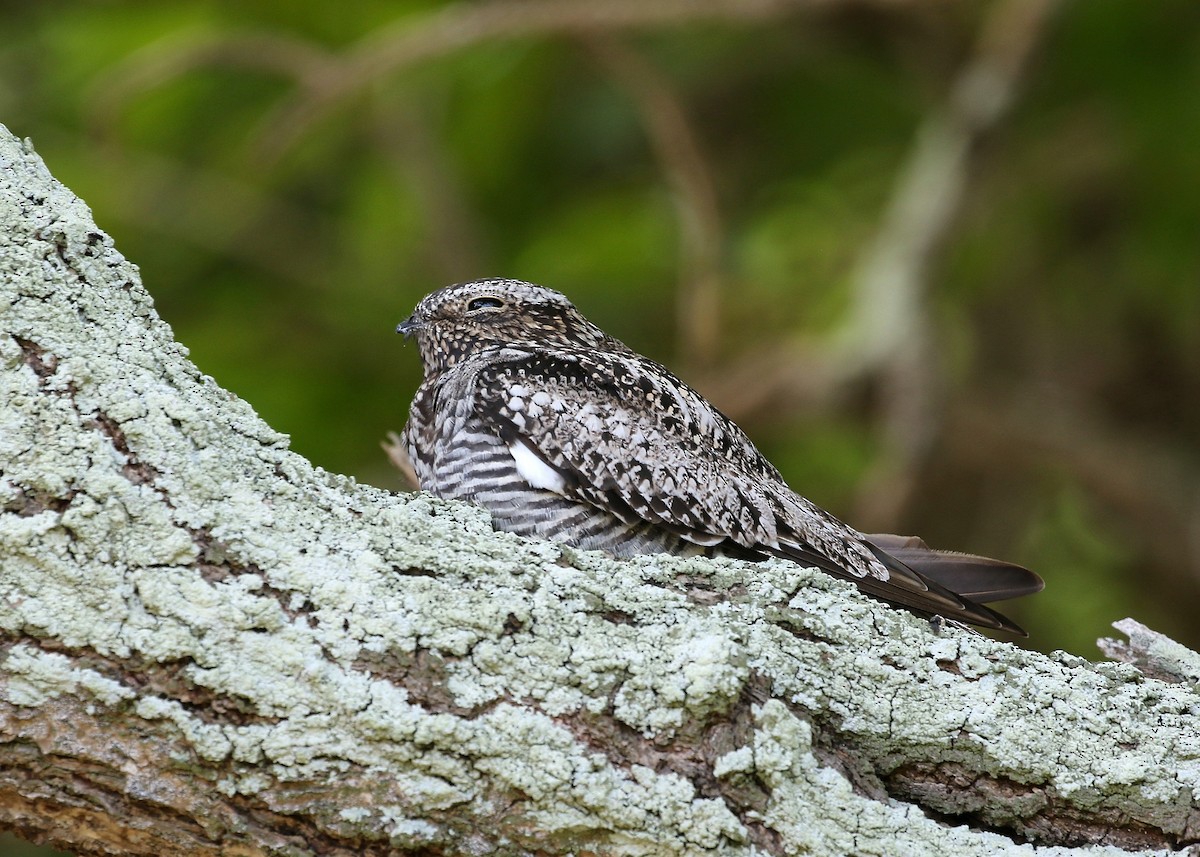 Common Nighthawk - ML29424101