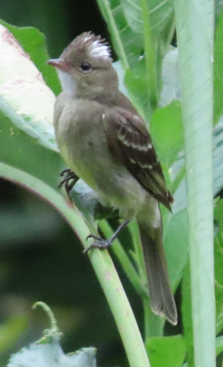 White-crested Elaenia - Peter Colasanti