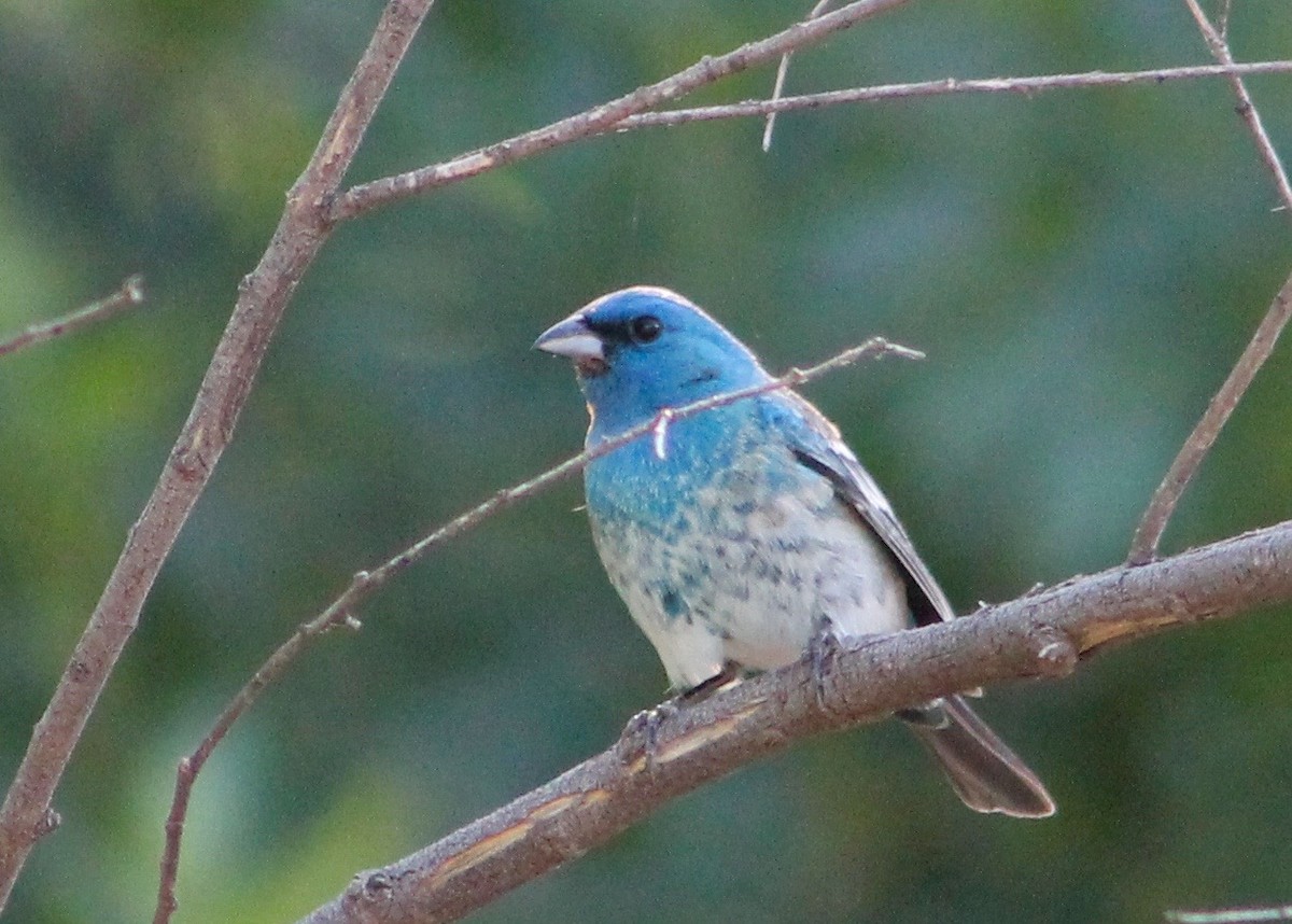 Lazuli x Indigo Bunting (hybrid) - ML29424161