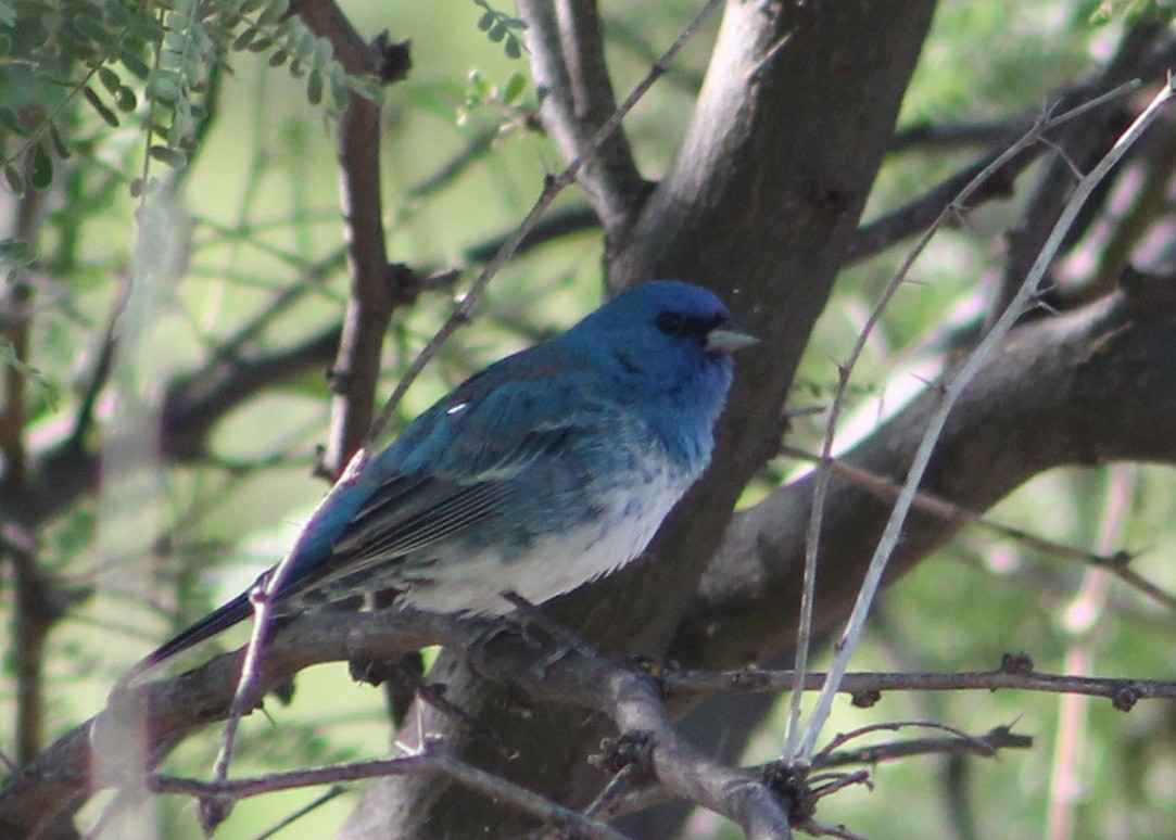 Lazuli x Indigo Bunting (hybrid) - ML29424181