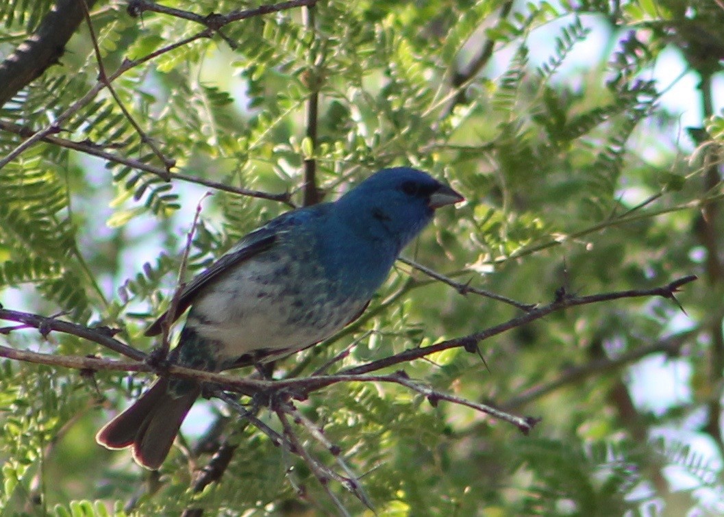 Lazuli x Indigo Bunting (hybrid) - ML29424191