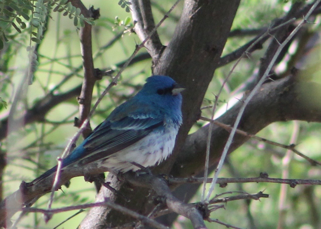 Lazuli x Indigo Bunting (hybrid) - ML29424221