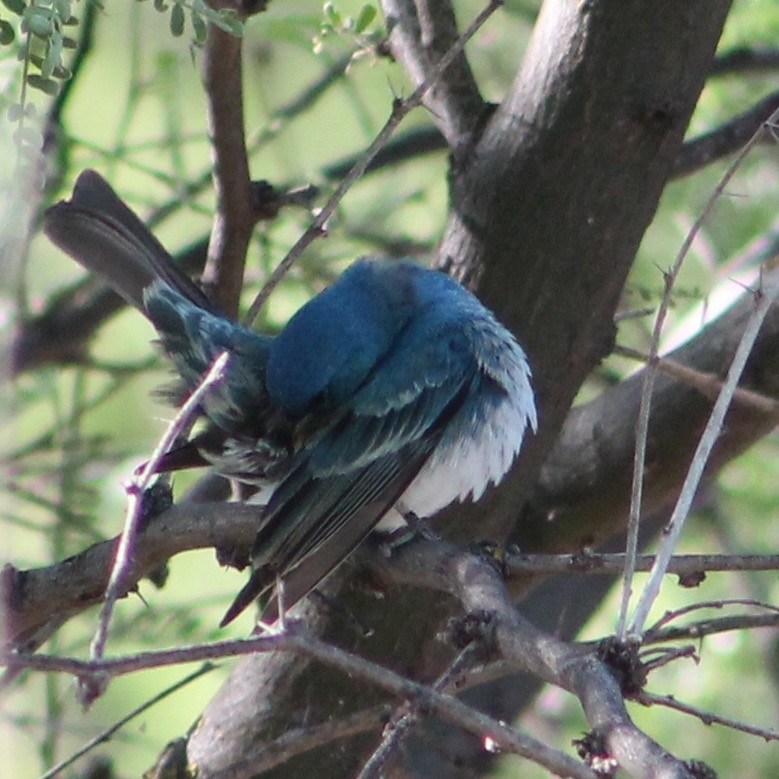 Lazuli x Indigo Bunting (hybrid) - ML29424231