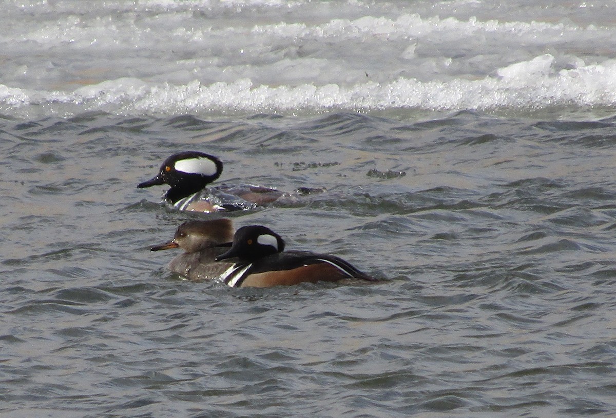 Hooded Merganser - ML294243131