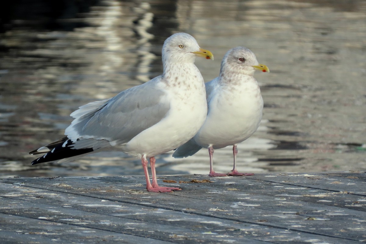 Iceland Gull (Thayer's) - Brad Vissia