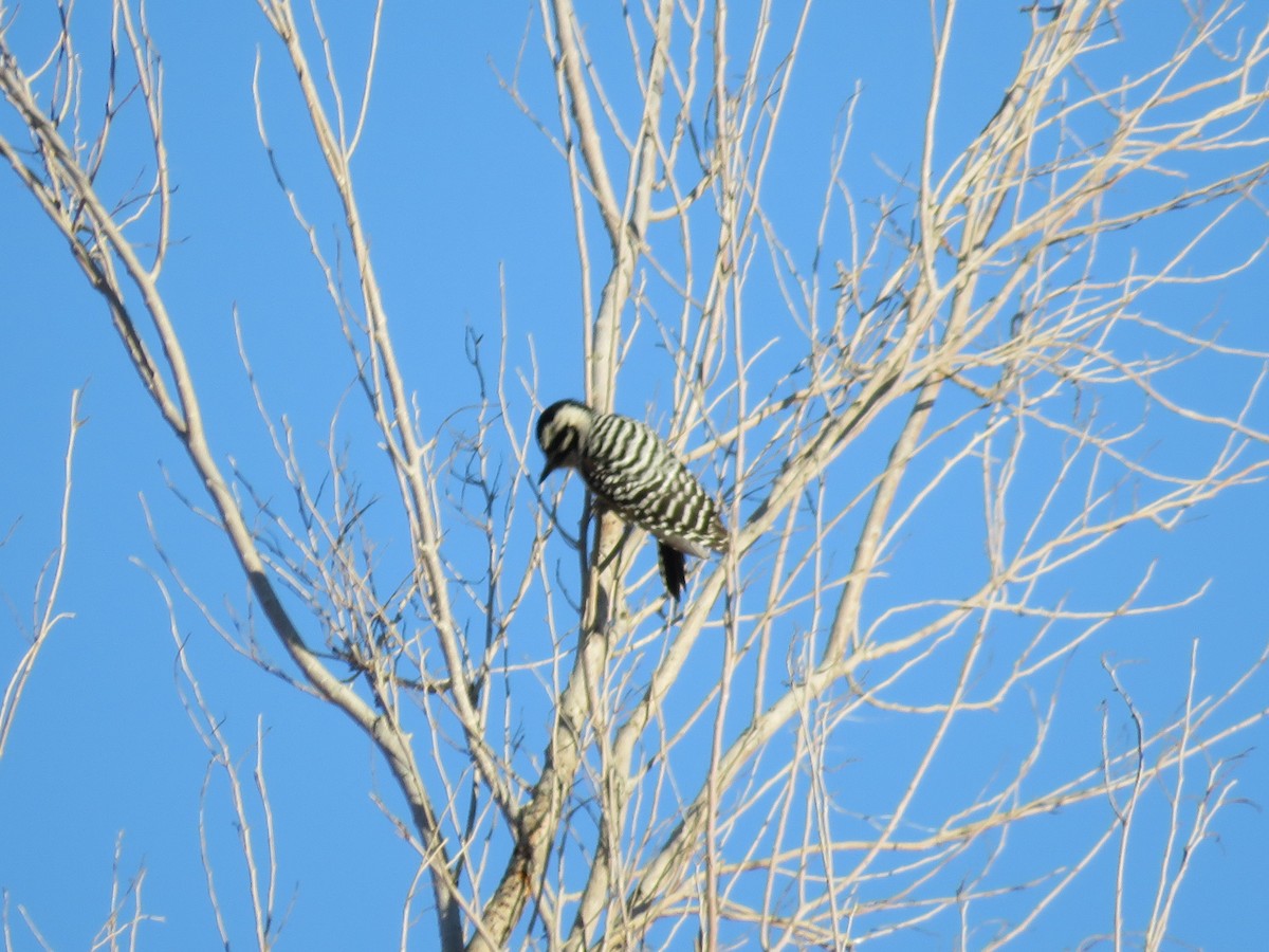 Ladder-backed Woodpecker - ML294243601