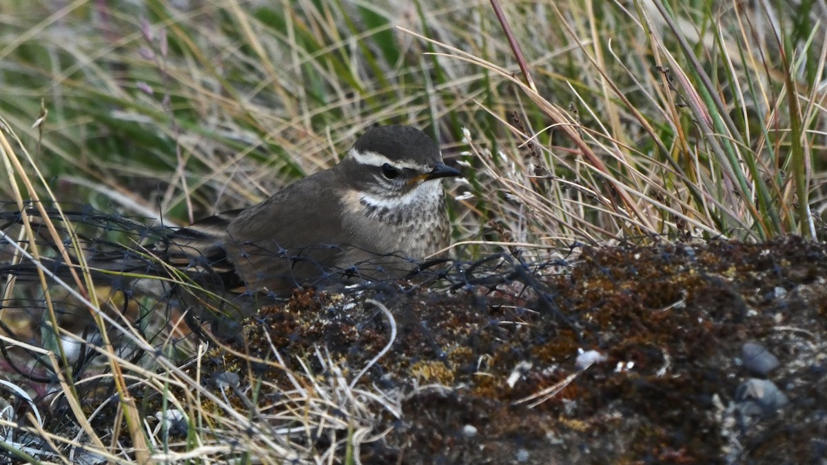 Buff-winged Cinclodes - ML294244571