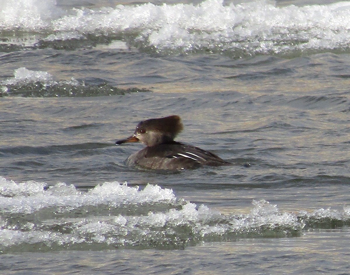 Hooded Merganser - ML294244611