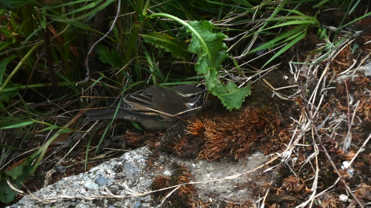 Buff-winged Cinclodes - ML294244751