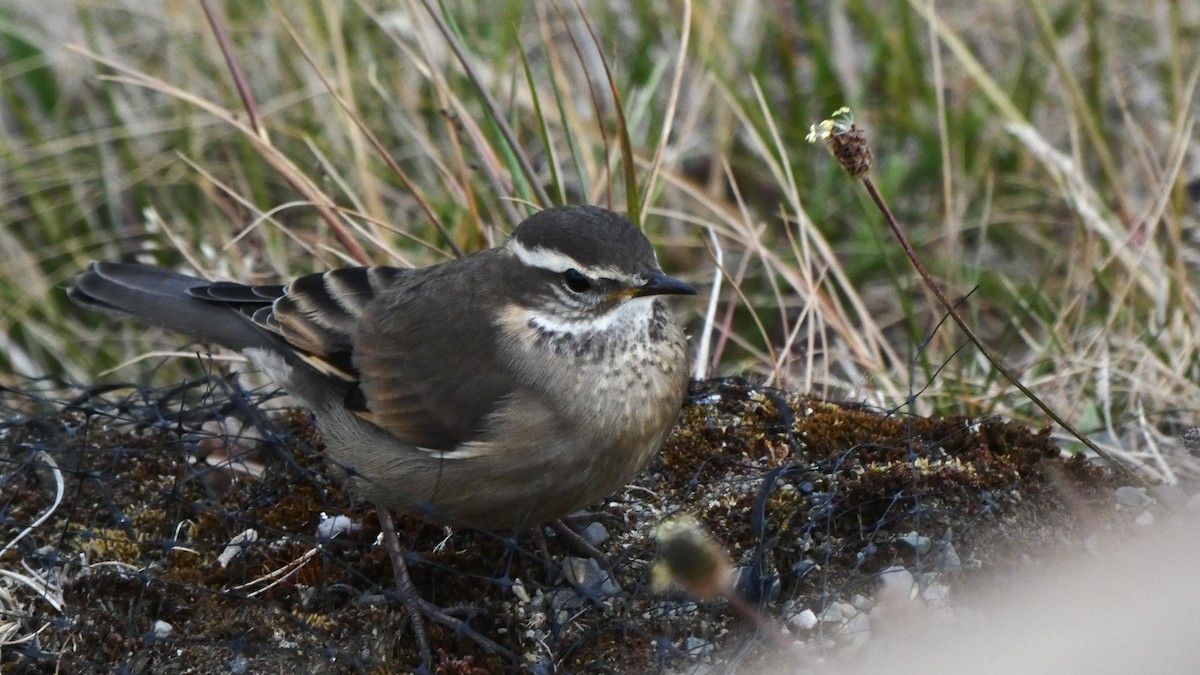 Buff-winged Cinclodes - ML294244841