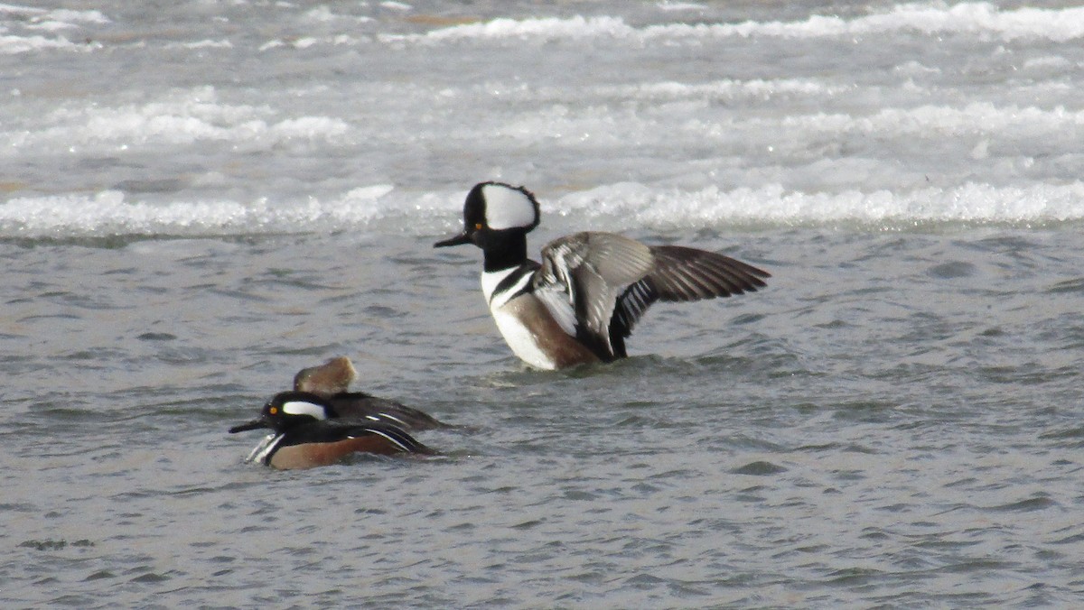 Hooded Merganser - ML294246391