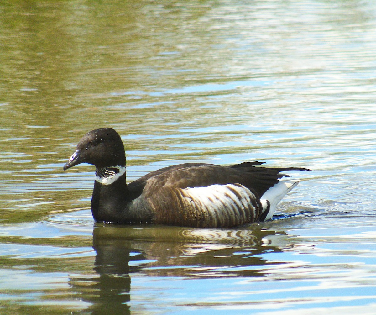 Barnacla Carinegra (nigricans) - ML294246771