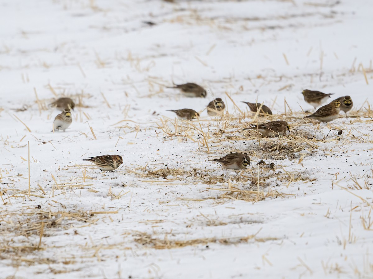 Lapland Longspur - Cynthia Carlson