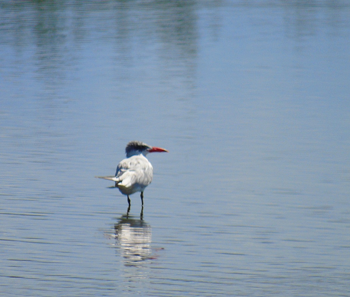 Caspian Tern - ML294247591