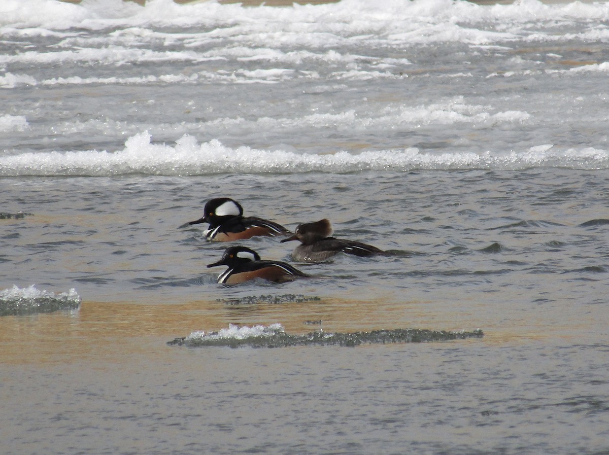 Hooded Merganser - Jason Beason