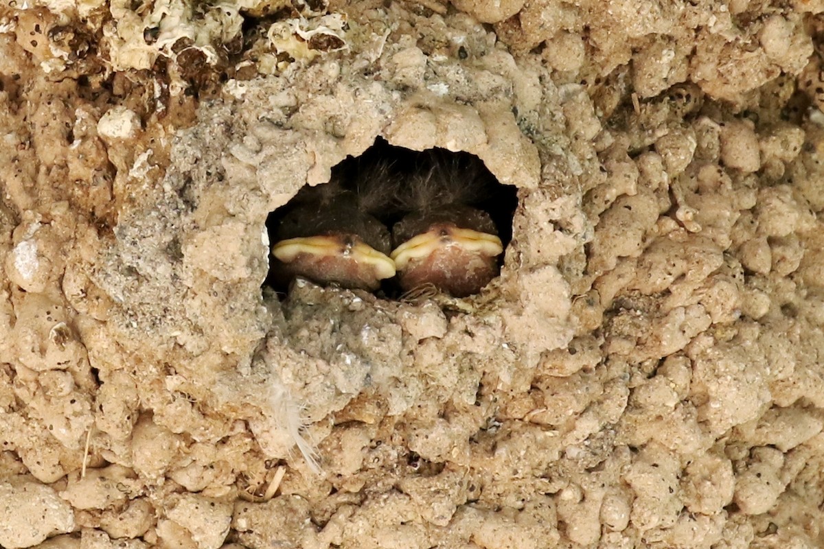 Cliff Swallow - ML29425001