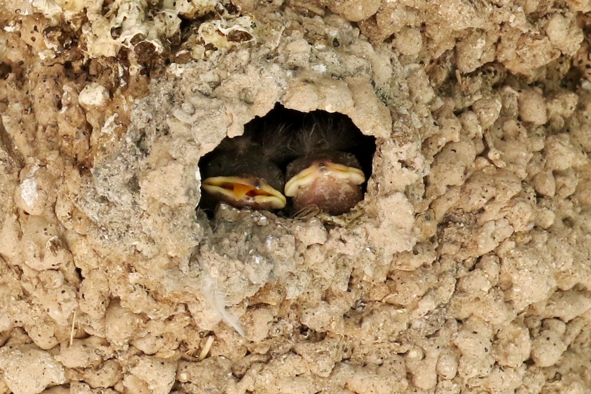 Cliff Swallow - ML29425021