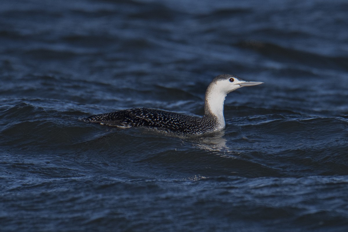 Red-throated Loon - Elephi Pelephi