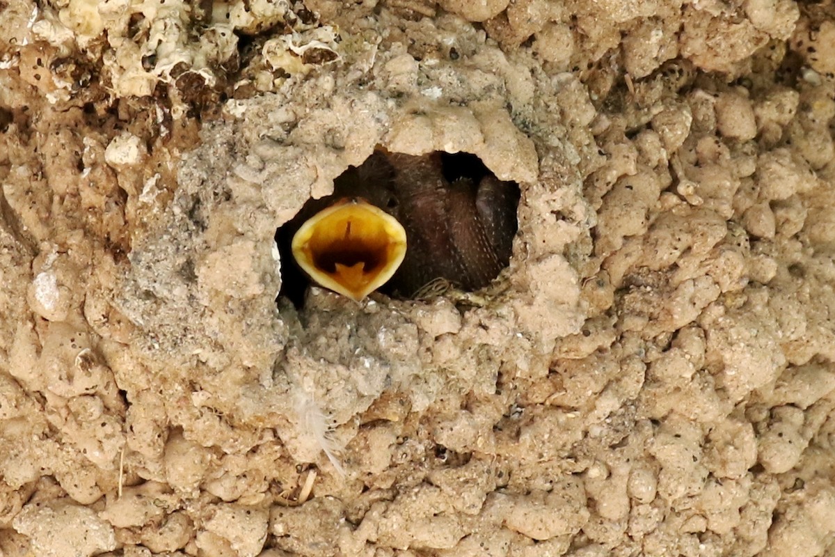 Cliff Swallow - ML29425031