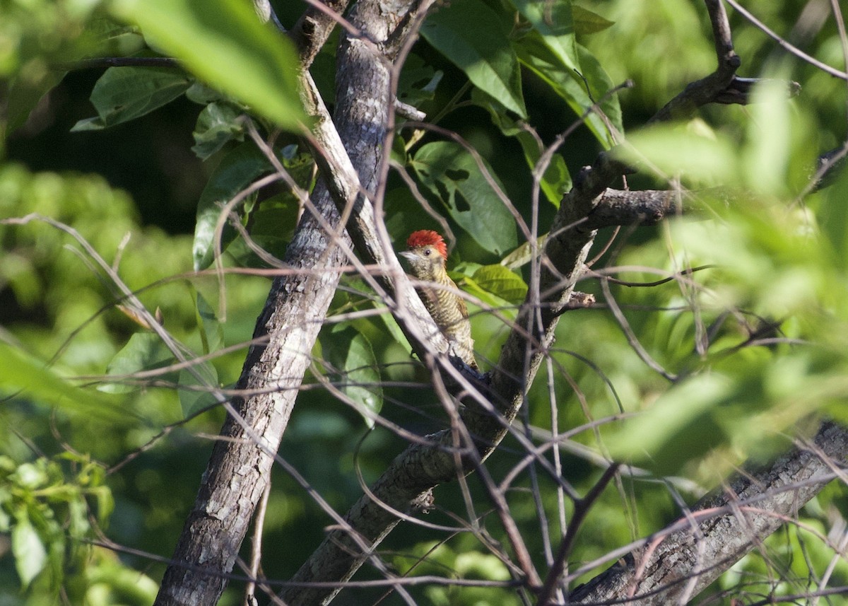 Little Woodpecker - ML294250651