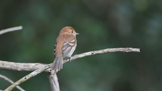 Bran-colored Flycatcher - ML294250911