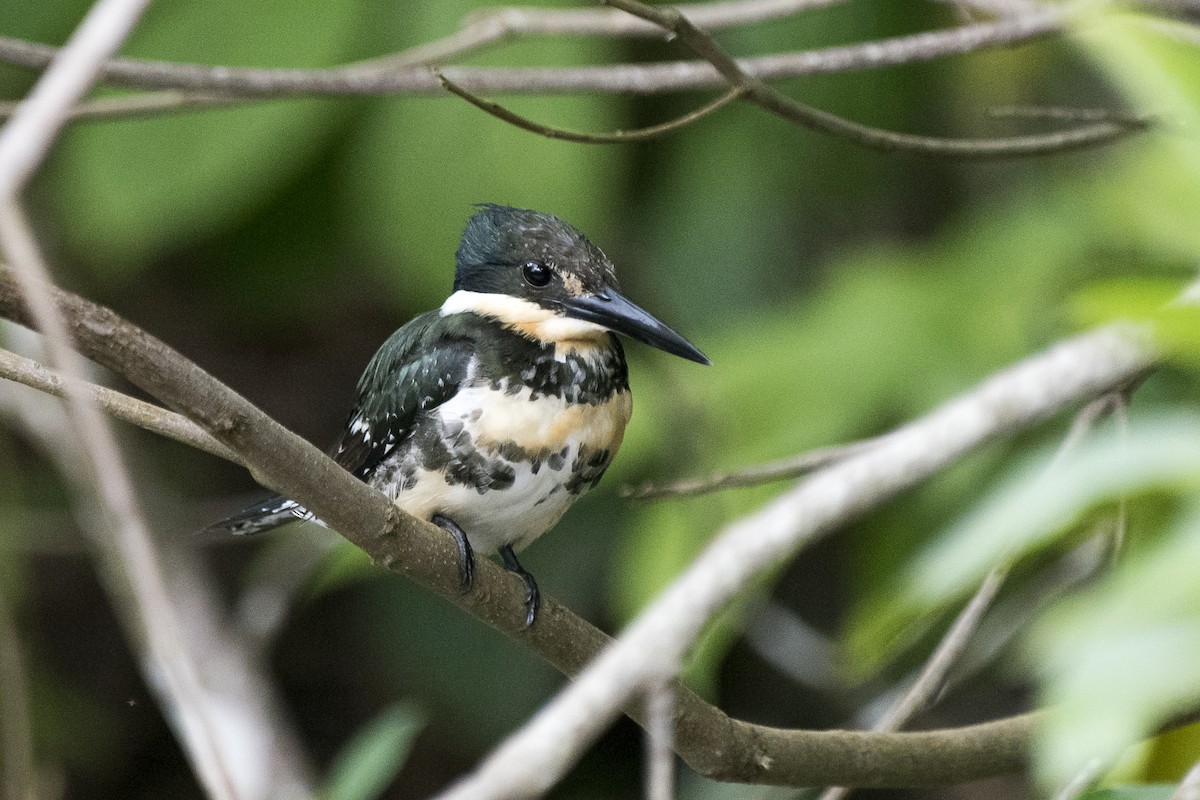 Green Kingfisher - Luiz Carlos Ramassotti