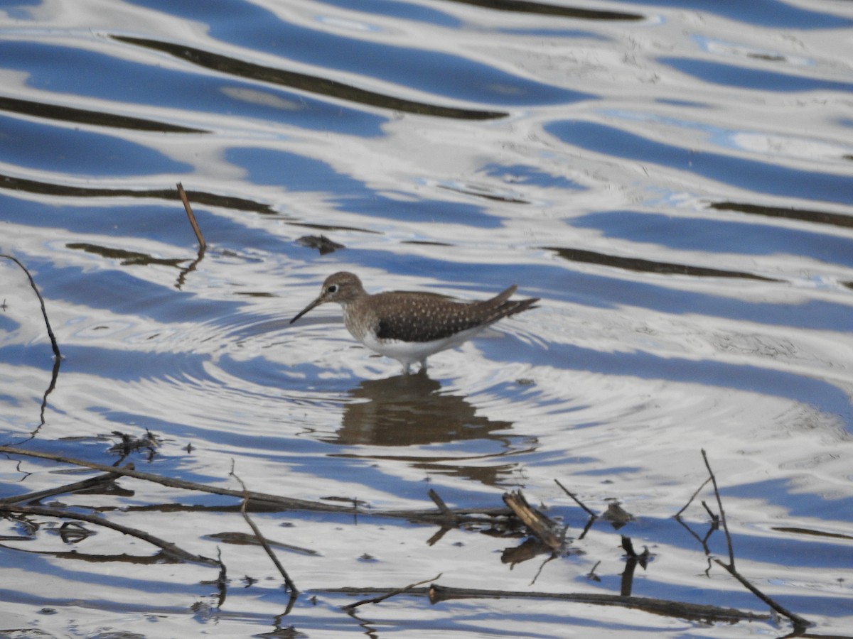 Solitary Sandpiper - ML294253481