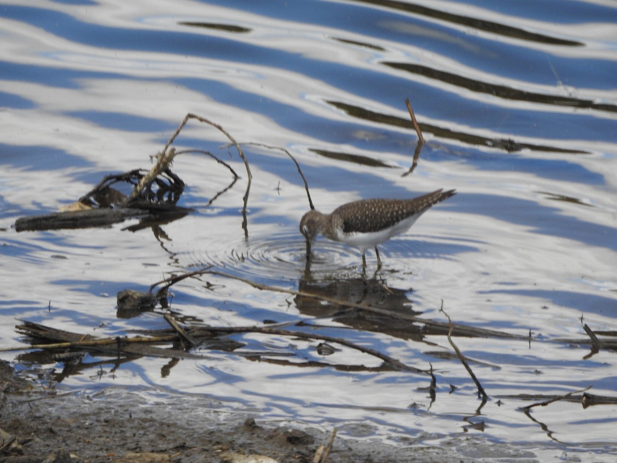 Solitary Sandpiper - ML294253671