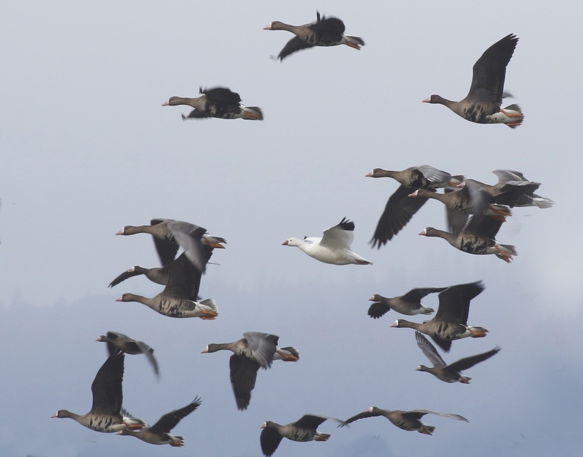 Ross's Goose - ML294254741