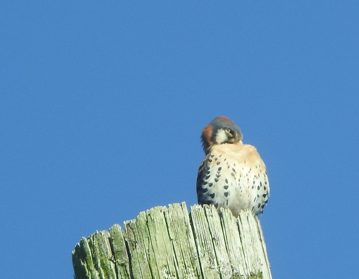 American Kestrel - ML294255221