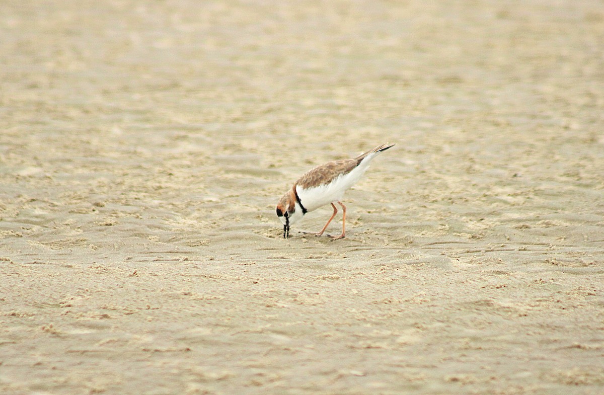 Collared Plover - ML29425591