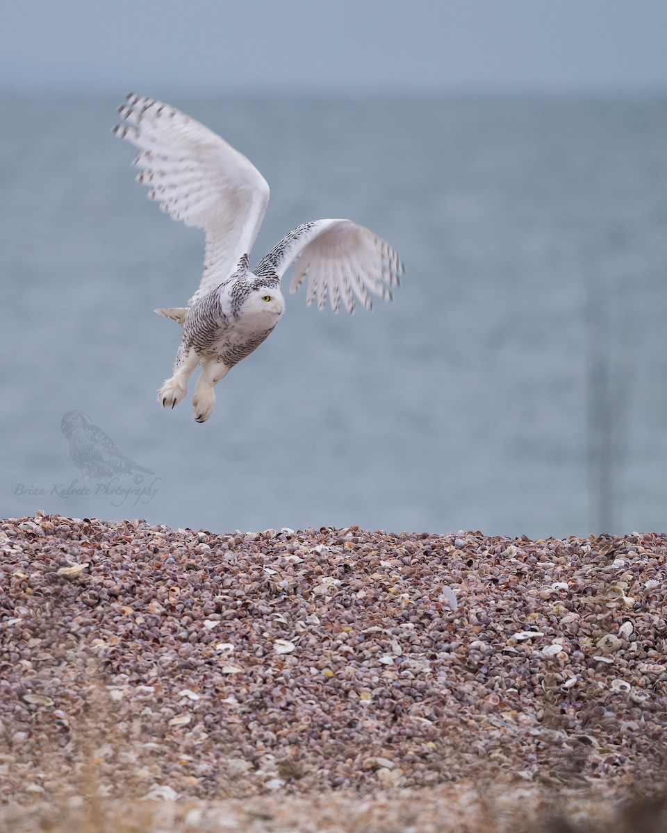 Snowy Owl - ML294256451