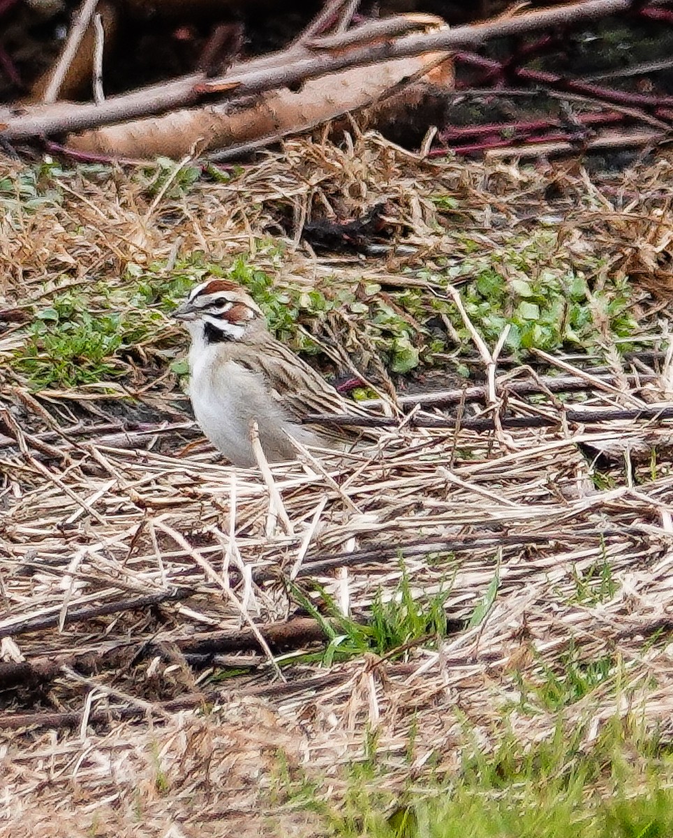 Lark Sparrow - Kathleen Horn