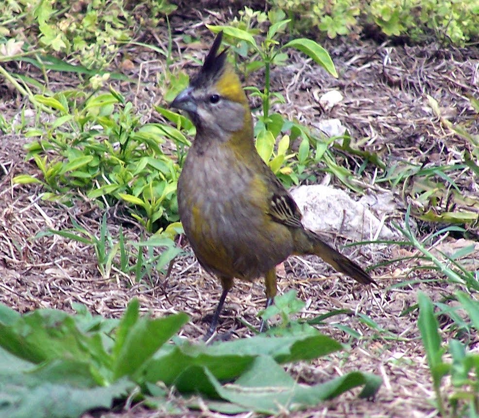 Yellow Cardinal - ML29425881