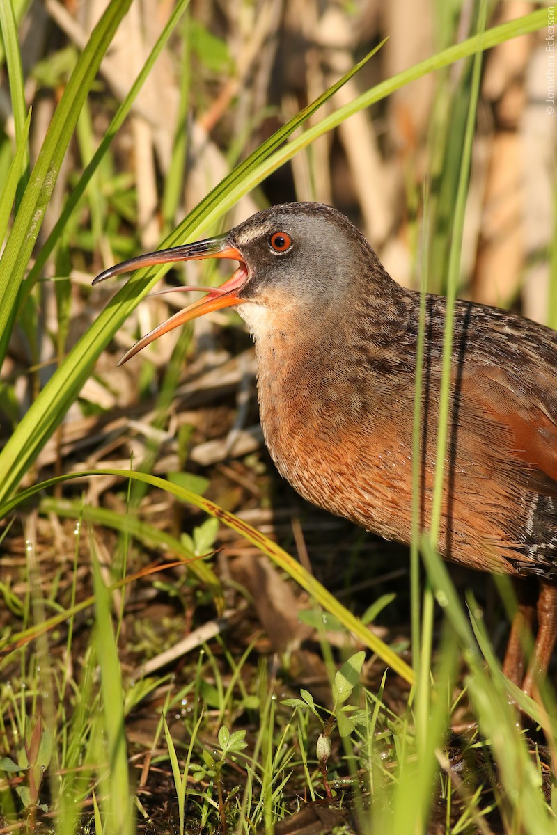 Virginia Rail (Virginia) - Jonathan Eckerson