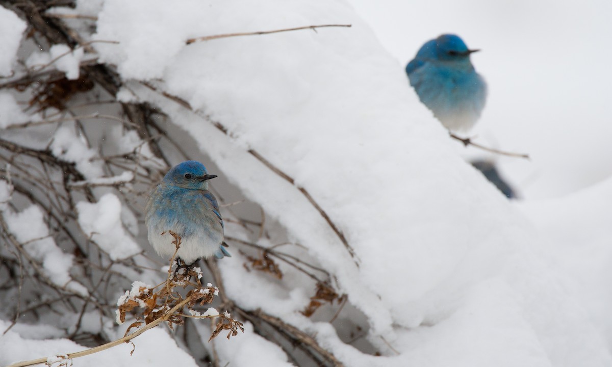 Mountain Bluebird - ML29426011