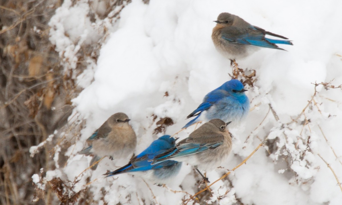 Mountain Bluebird - Chris Wood